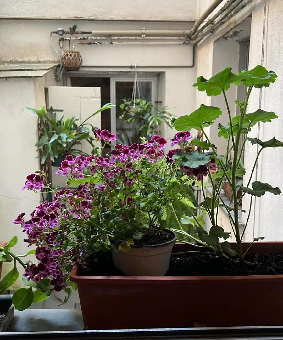 Nel Cuore Di Genova Italia